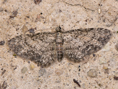 Eupithecia inturbata