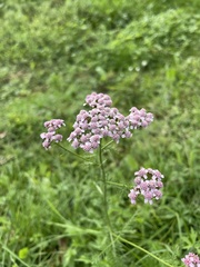 Achillea roseo-alba