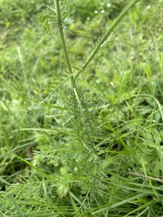 Achillea roseo-alba