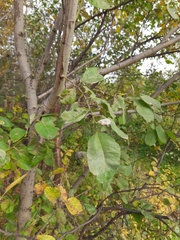 Salix caprea