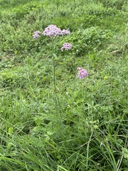 Achillea roseo-alba