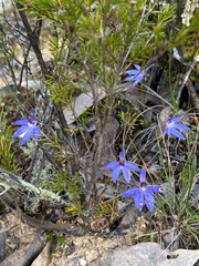 Cyanicula caerulea