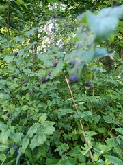 Lonicera nigra