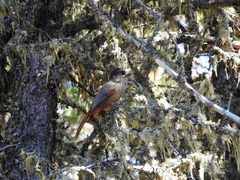 Perisoreus infaustus