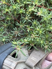 Portulaca pilosa