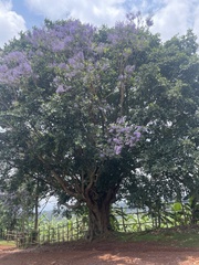 Jacaranda