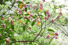 Enkianthus