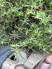 Portulaca pilosa