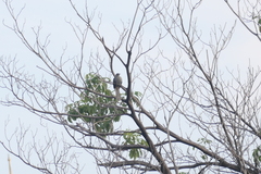 Eudynamys scolopaceus