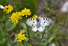 Parnassius apollo