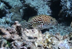 Epinephelus merra