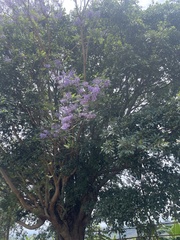 Jacaranda