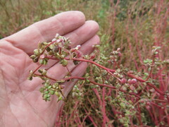 Suaeda prostrata