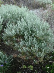 Olearia axillaris