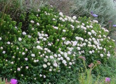Pimelea ferruginea