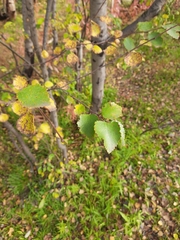 Betula pubescens