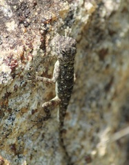 Psammophilus dorsalis