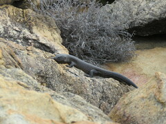 Egernia kingii