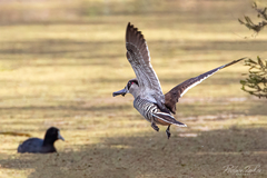 Malacorhynchus membranaceus