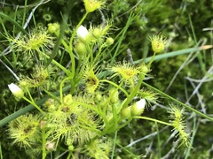 Drosera hookeri
