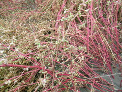 Suaeda prostrata