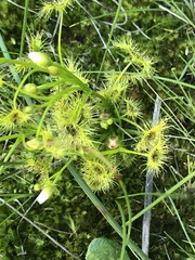 Drosera hookeri