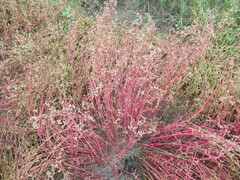 Suaeda prostrata