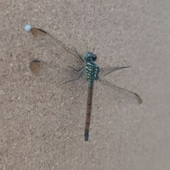 Lathrecista asiatica