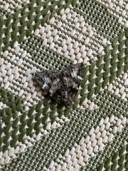 Erebidae