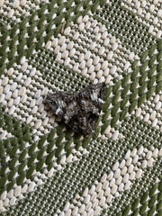 Erebidae