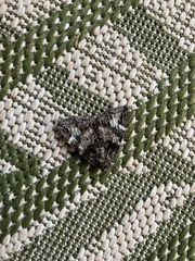 Erebidae