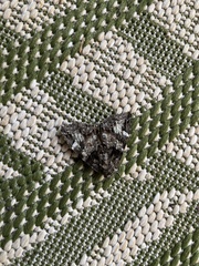 Erebidae