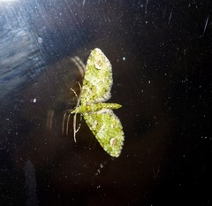 Pasiphila semochlora