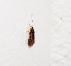 Hydrobiosidae
