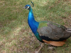 Pavo