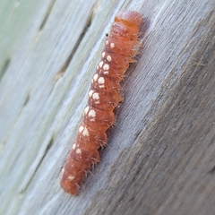 Acronicta increta