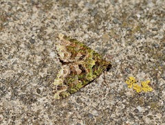 Austrocidaria similata