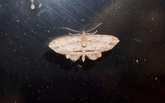 Chloroclystis filata