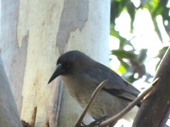 Strepera versicolor versicolor