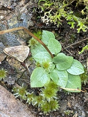Pterostylis rubescens