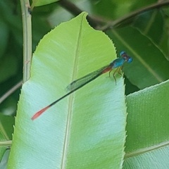 Ceriagrion cerinorubellum