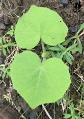 Parasenecio sylviaensis