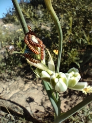 Albuca canadensis