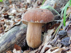 Boletus