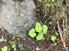 Parasenecio sylviaensis
