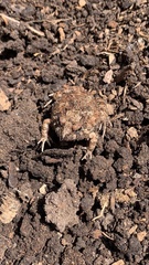 Platyplectrum ornatum