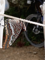 Charaxes jasius