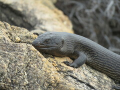 Egernia kingii