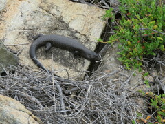Egernia kingii
