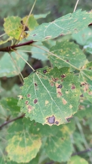 Aceria varia